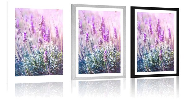 Plakat z passe-partout magiczne kwiaty lawendy
