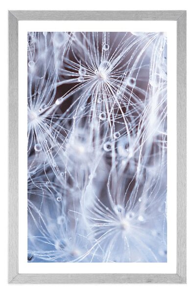 Plakat z passe-partout makro dmuchawiec