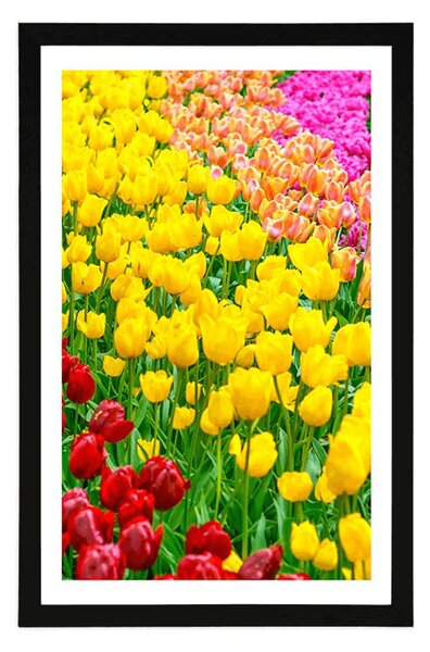Plakat z passe-partout ogród pełen tulipanów