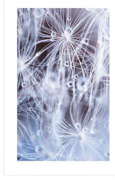 Plakat z passe-partout makro dmuchawiec
