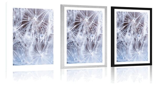 Plakat z passe-partout makro dmuchawiec