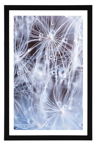 Plakat z passe-partout makro dmuchawiec