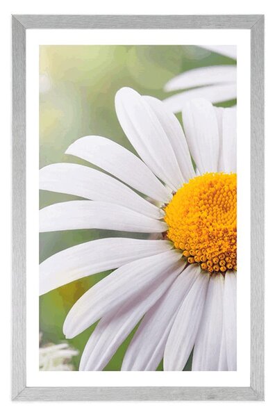 Plakat z passe-partout kwiaty margaretki