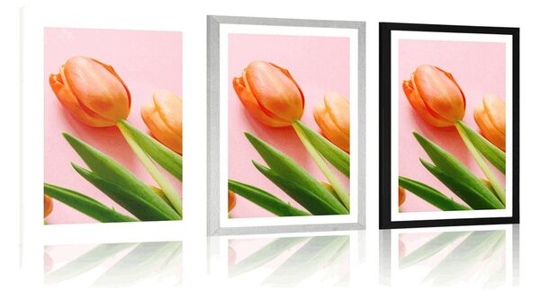 Plakat z passe-partout elegancki tulipan