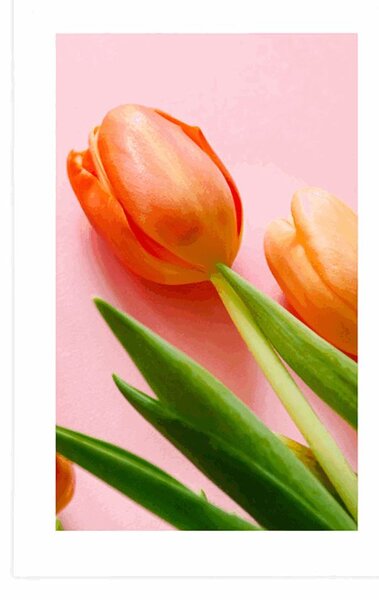 Plakat z passe-partout elegancki tulipan