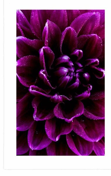 Plakat z passe-partout purpurowo fioletowy kwiat