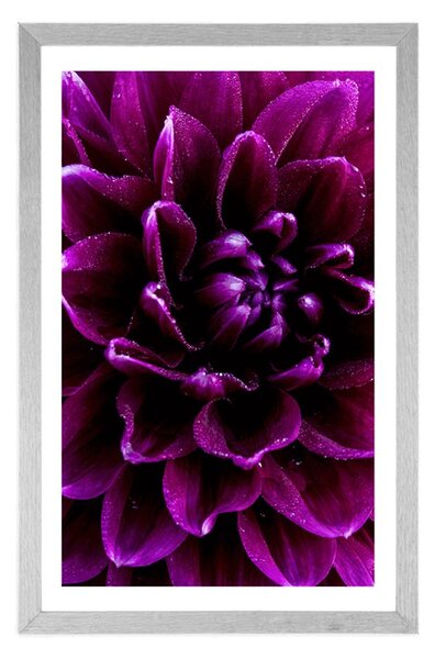 Plakat z passe-partout purpurowo fioletowy kwiat