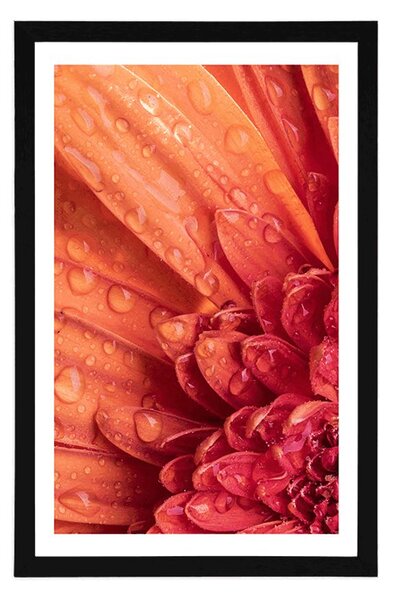 Plakat z passe-partout pomarańczowa gerbera z kroplami wody