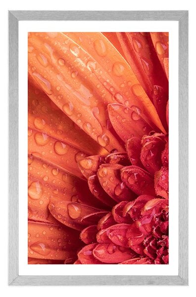 Plakat z passe-partout pomarańczowa gerbera z kroplami wody