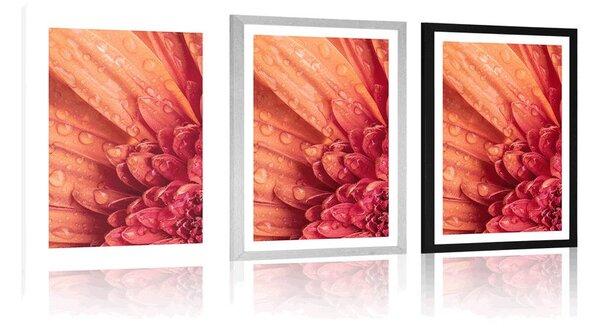 Plakat z passe-partout pomarańczowa gerbera z kroplami wody