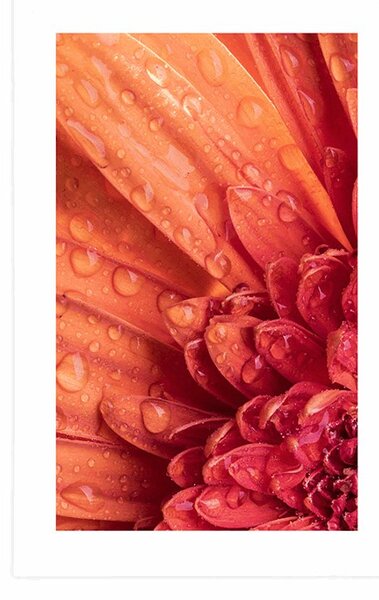 Plakat z passe-partout pomarańczowa gerbera z kroplami wody