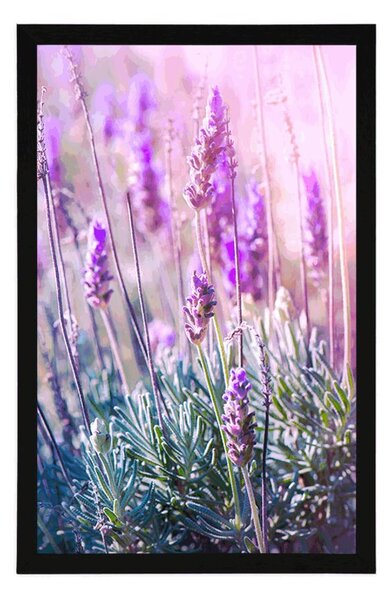 Plakat magiczne kwiaty lawendy