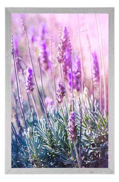 Plakat magiczne kwiaty lawendy