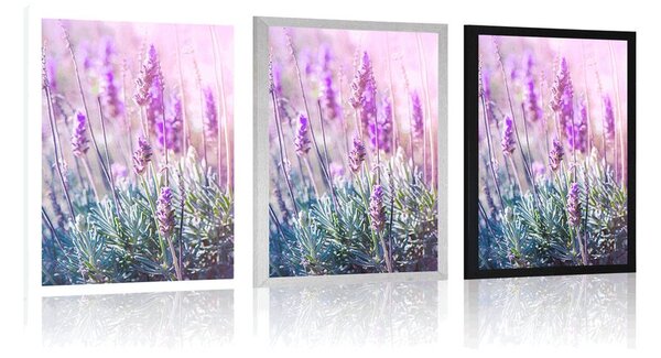 Plakat magiczne kwiaty lawendy