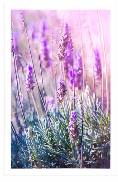Plakat magiczne kwiaty lawendy