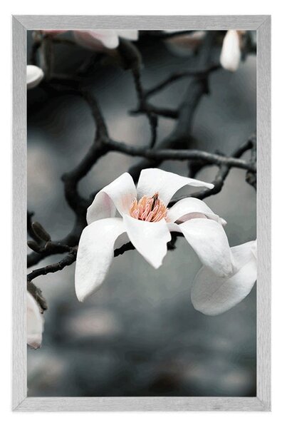 Plakat przebudzenie magnolii