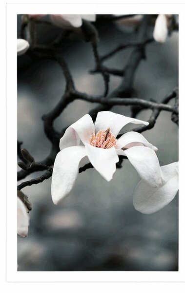 Plakat przebudzenie magnolii