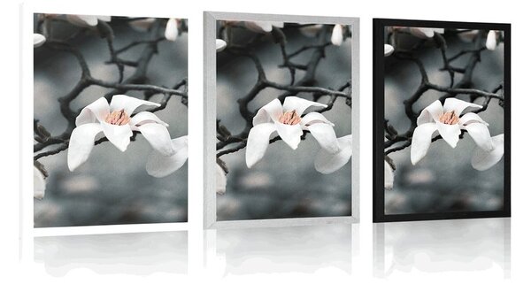 Plakat przebudzenie magnolii