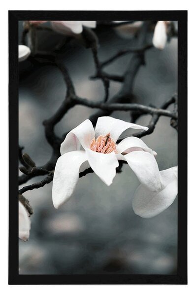 Plakat przebudzenie magnolii