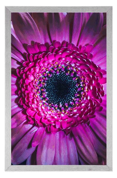 Plakat purpurowa gerbera