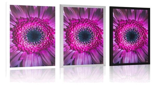Plakat purpurowa gerbera