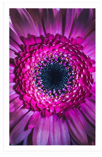 Plakat purpurowa gerbera