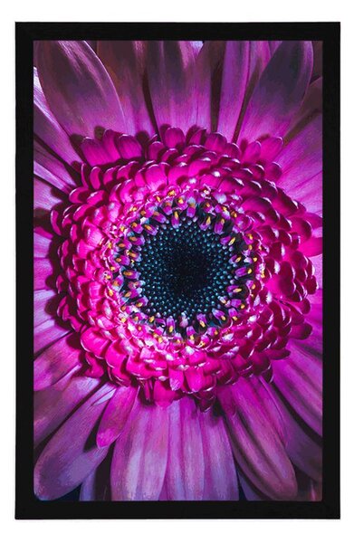 Plakat purpurowa gerbera