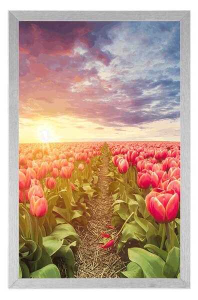 Plakat wschód słońca nad łąką z tulipanami
