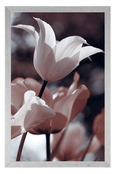 Plakat wiosenne tulipany w parku