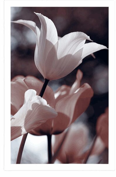 Plakat wiosenne tulipany w parku