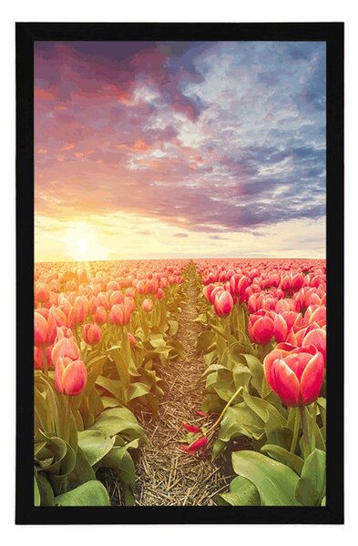 Plakat wschód słońca nad łąką z tulipanami