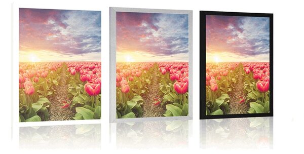 Plakat wschód słońca nad łąką z tulipanami