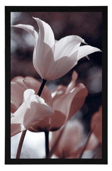 Plakat wiosenne tulipany w parku
