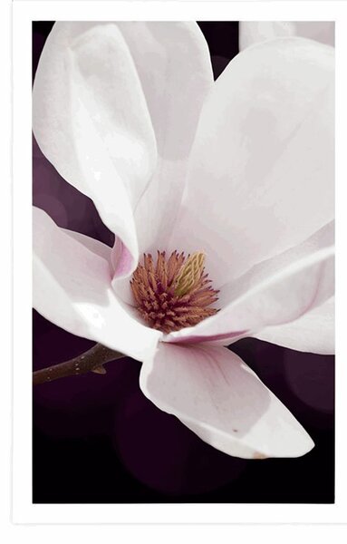 Plakat kwiat magnolii na abstrakcyjnym tle