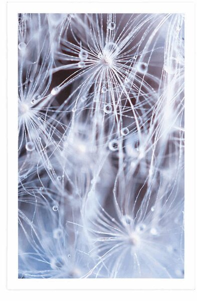Plakat makro dmuchawiec