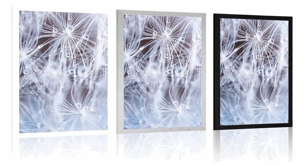 Plakat makro dmuchawiec
