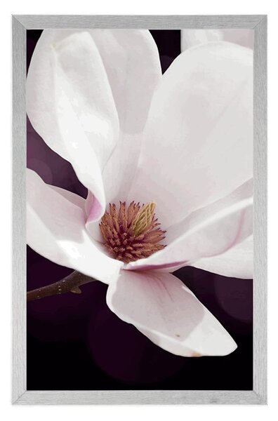 Plakat kwiat magnolii na abstrakcyjnym tle