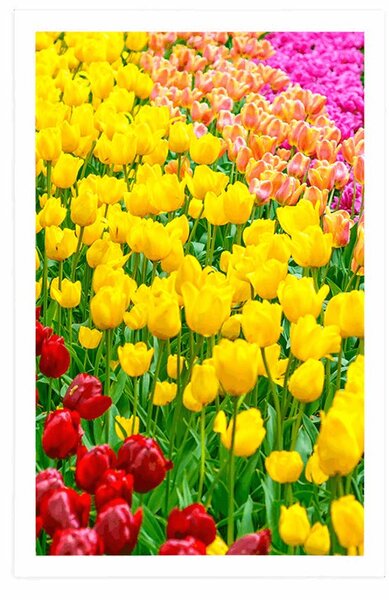 Plakat ogród pełen tulipanów