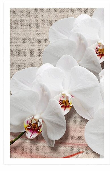 Plakat biała orchidea na płótnie