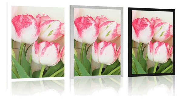Plakat wiosenne tulipany