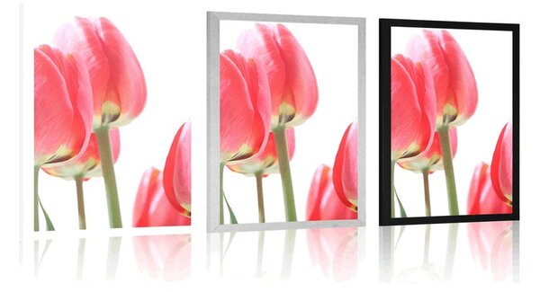 Plakat czerwone polne tulipany