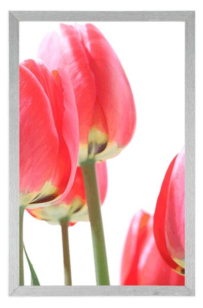 Plakat czerwone polne tulipany