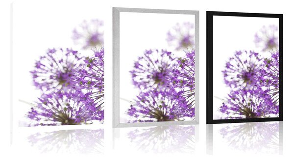 Plakat kwitnące fioletowe kwiaty czosnku