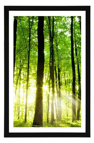 Plakat z passe-partout bujny zielony las