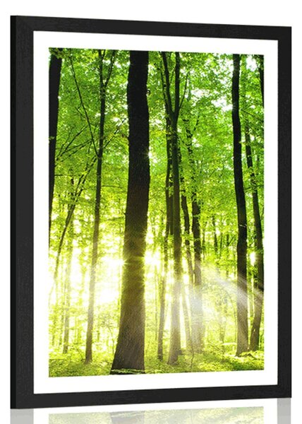 Plakat z passe-partout bujny zielony las