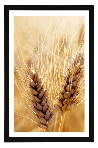 Plakat z passe-partout pole pszenicy
