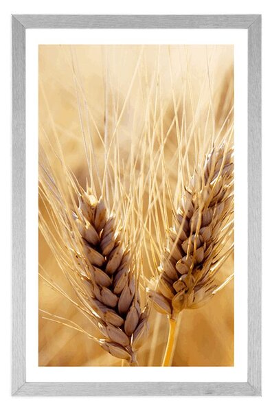 Plakat z passe-partout pole pszenicy