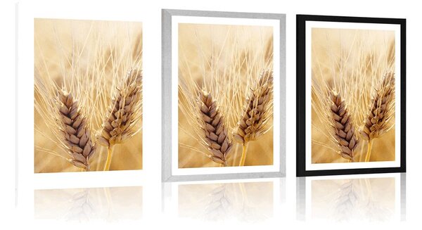 Plakat z passe-partout pole pszenicy