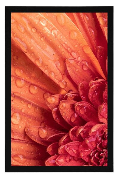 Plakat pomarańczowa gerbera z kroplami wody