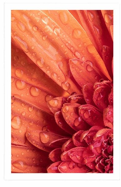 Plakat pomarańczowa gerbera z kroplami wody